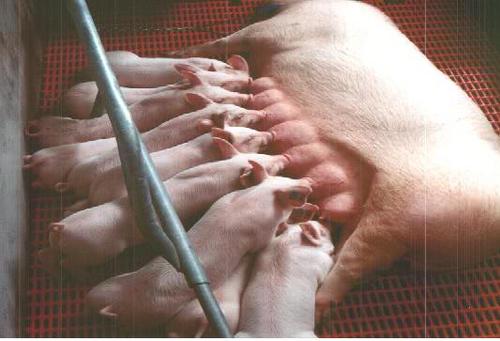 tony_jalos's profile picture. 