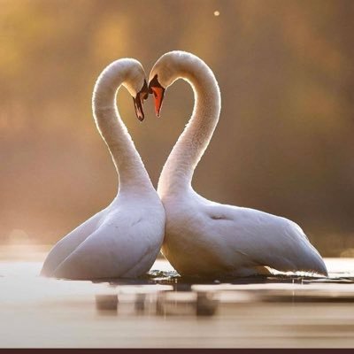 PortiaHarriet's profile picture. Living my life with no stress