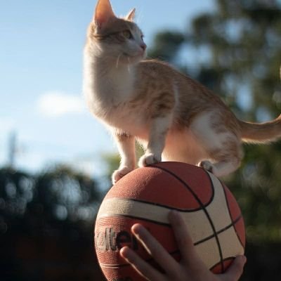 Lic. en Comunicación Social (de mi querida Universidad Nacional de La Plata)
Docente. 🧡Sueño con un mundo en el que el esfuerzo sea valorado💛
⛹️‍♂️👩‍💻🐶🐱🐢