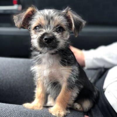 Sweet Morkie Pup who loves her people, camping and all things play.
