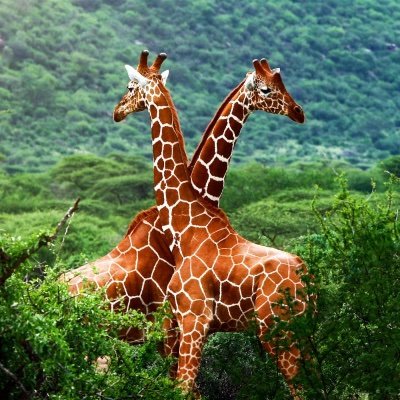 My favorite animal is a giraffe and my favorite color is lime green and I play Roblox Fortnite Grand theft auto 5(On Xbox Series X/S) and sometimes Minecraft