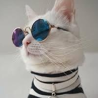 gatoguzrod's profile picture. Guzmán