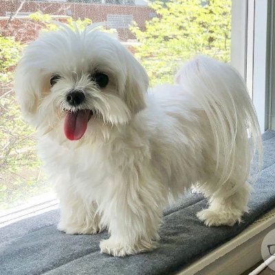 PuckerBrain's profile picture. Selling my maltese