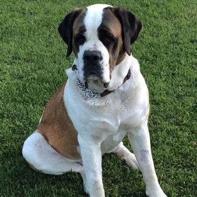 ❤️ St Bernards ❤️ java. Home of #BuffytheSlipperSlayer! Opinions are my own. Supporter of animal rescue and https://t.co/BCgZtjBchT #TeamBuffy #BackTheBlue