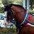 HiltonOcala's profile image