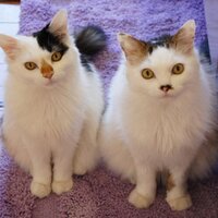 みかん（猫のすみれ&レオリン🌈） (@mican0502) 's Twitter Profile Photo