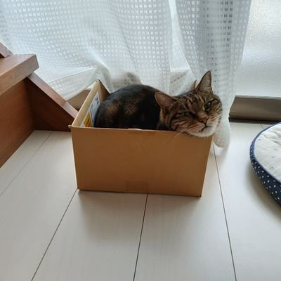 猫以外は何も考えられない(´・ω・`)