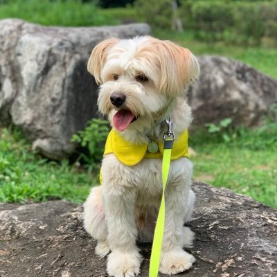 simcloud_'s profile picture. 🎂180913 🏠190213 /스트릿 출신 심가네 귀한 막내/항상 초보인 누나와 언제나 당당한 구름이의 일상을 기록합니다📝/가정분양,펫샵등의 소비 행위를 반대합니다//❗️사진은 트위터에서만 봐주세요. 불펌,도용은 신고합니다^^❗️