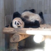 こんにゃく (@a_k_ak_) 's Twitter Profile Photo こんにゃく (@a_k_ak_) 's Twitter Profile Photo