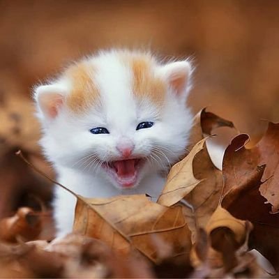 😻Welcome to the world of #catlovers❤
   #catlovers
🌌Follow us for cute🐈 pics&videos daily posts