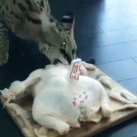 funny cat (@hb_cat2020) 's Twitter Profile