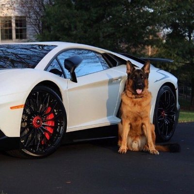 FormedDog's profile picture. 