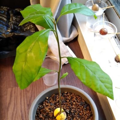 日本で働きたくない男 ニンビン一日目 ミテミテ ニンビン ニンビン カレー ベトナム T Co Tf5gsaqsrr 日本で働きたくない男 ニンビン一日目 ミテミテ ニンビン ニンビン カレー ベトナム T Co Tf5gsaqsrr