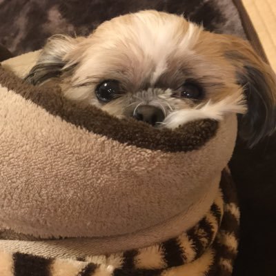 Kazupi17303834's profile picture. 