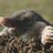 videos_mascotas's profile image