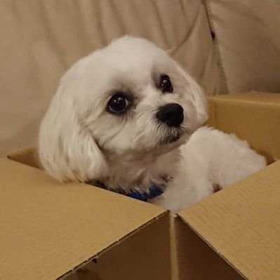レイ ゆきんこ クッションはむはむ 眠いのかな 保護犬 保護犬カフェ印西 マルプー イヌ好きさんと繋がりたい