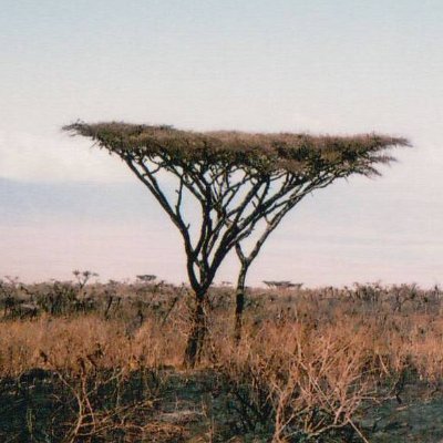 guillaumement's profile picture. 