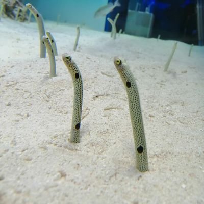 hajy_13's profile picture. 海の近くに住みたい