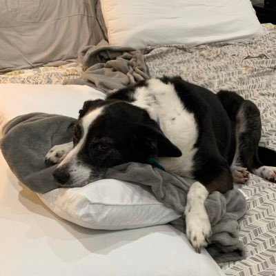 JustAtypicalDad's profile picture. Been there, done that. Got married, had kids, built a business...still can't fold a fitted sheet. Proud Conservative, Small Business Owner. #MAGA No DMs pls.
