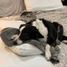 JustAtypicalDad's profile picture. Been there, done that. Got married, had kids, built a business...still can't fold a fitted sheet. Proud Conservative, Small Business Owner. #MAGA No DMs pls.