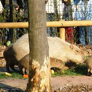 MS .NET 系のITエンジニア。C#er のプライベートな呟き。
写真はいつか行った某動物園より