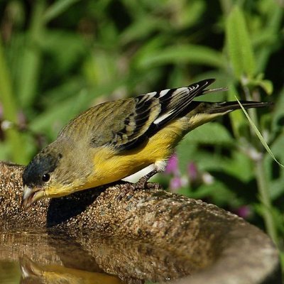 Chirul60605079's profile picture. Si Chiruli...Amante de las aves Venezolanas y del mundo.