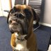 Stanley the boxer and RIP George 2009-2021๐ (@jojo2809) Twitter profile photo Stanley the boxer and RIP George 2009-2021๐ (@jojo2809) Twitter profile photo