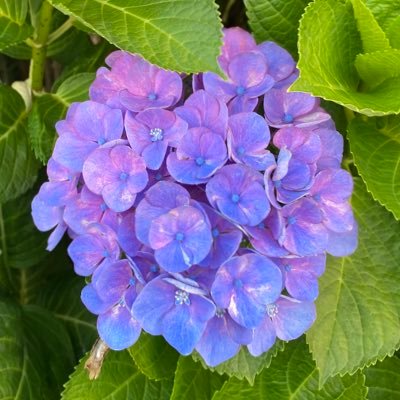 襟子さんのプロフィール画像