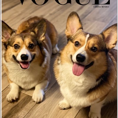 AKC Pembroke Welsh Corgi Brother’s 𝚂𝚘𝚞𝚝𝚑 𝙵𝚕𝚘𝚛𝚒𝚍𝚊☀️ Follow us on Insta @rickandmortythecorgis