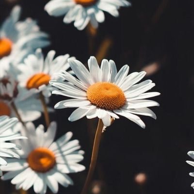 🌸