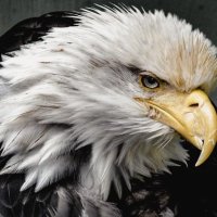 A for Action (@aforaction1) 's Twitter Profile