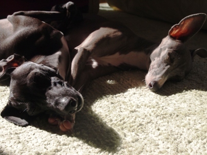 luna_riquet's profile picture. イタグレのルナ♀とリケ♂と暮らしています。