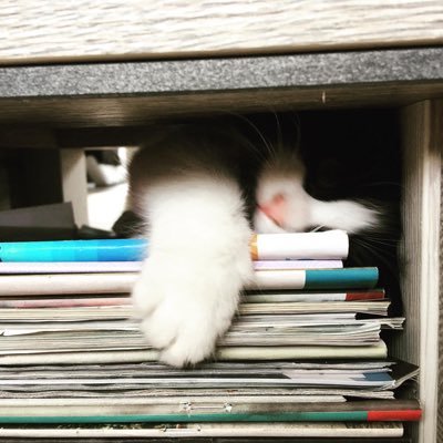 pepethecat2's profile picture. 