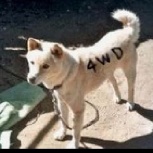 tdtmsan's profile picture. ホッチキス