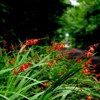 thewestsawake20's profile picture. 