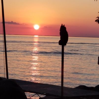 ElektraNot's profile picture. 