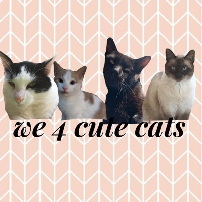 We are 3 cats that live outside | mommy’s account: @myselfBRC her doggy’s account @litdogzzz | #the3catsoftwitter | we used to be 4