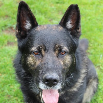 RPD Ceasar: 8yo retired TVP police dog and Cooper my 3yo Fur bro