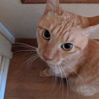 ワタリ (@lwuqrlpso5pjpjf) 's Twitter Profile