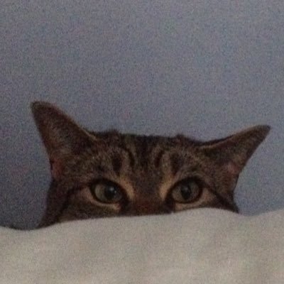 TheFatCatKing's profile picture. I like fat cats and I cant lie