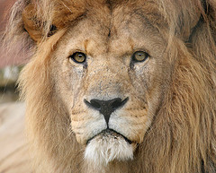 森林開発・環境破壊・動物園・水族園・ゴルフ場・原発は反対です。地球は人間だけのものではありません。７代目保護猫と二人暮し。塀の上や道で猫がのんびり昼寝する寛容性のある町が好きです。ブリーダーの免許制。ペットshopの生体販売禁止。知能·感情のある動物
の肉は基本食べません。