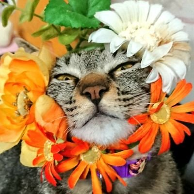 すちゃさんのプロフィール画像