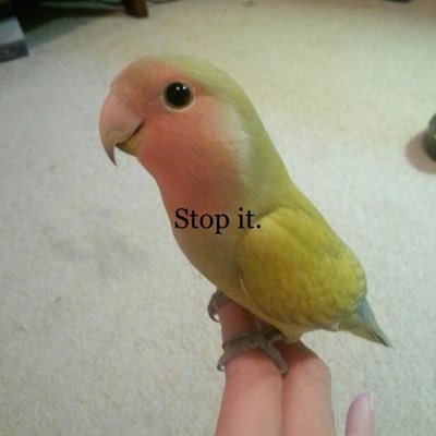 netneutral_'s profile picture. appellate idiot