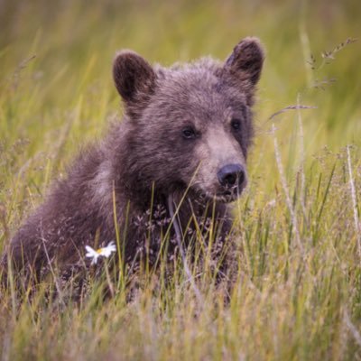 bearterritoryca's profile picture. 