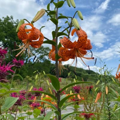 super_pubesday's profile picture. they/them. Honoring the divine in everyone & everything.
https://t.co/2F8qux0RRO