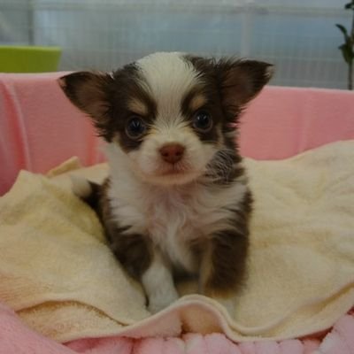 hu9_1201's profile picture. 模型(基本的にジャンル問わず)、旅行、映画、美味しいものを食べること(特にラーメン)、そしてわんこが大好きです。どうかよろしくお願いいたします。　#岩手県　#陸前高田市