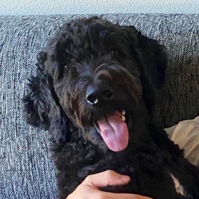 relax_harry's profile picture. Software engineer, Dog father, Gamer.