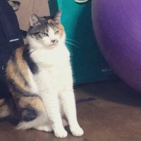 DiKO (@d1k0b3o) 's Twitter Profile