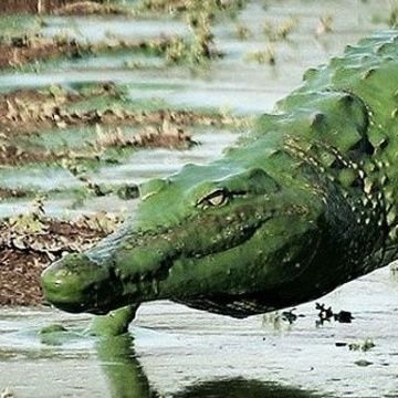 GanjaPosting's profile picture. ganja posting an bro   BROO: unhindered thought of @Krakhead