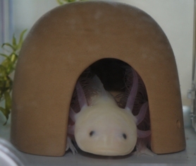 しらつちさんのプロフィール画像